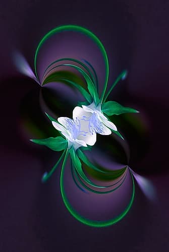 Columbine flower-Colorado Art Print by Adam Jones